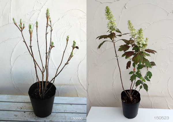 カシワバアジサイ：スノーフレーク(八重）7号ポット（露地養成株）