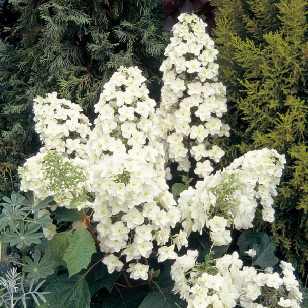 カシワバアジサイ：スノーフレーク(八重）7号ポット（露地養成株）