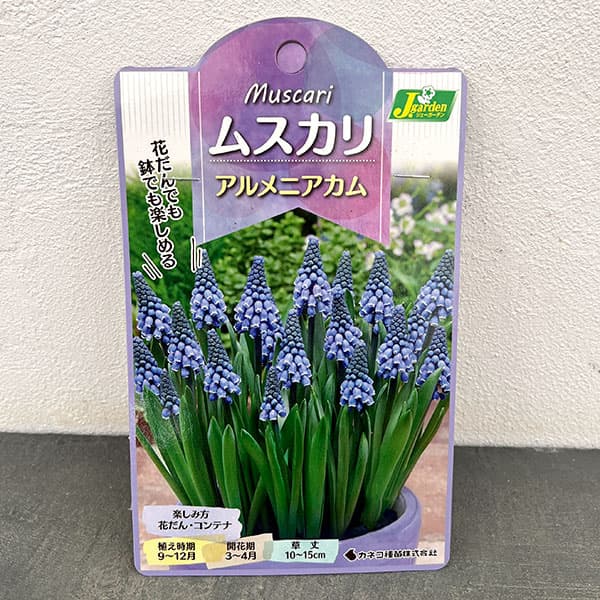 ムスカリ：アルメニアカム12球入り