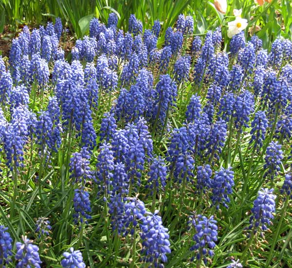 ムスカリ：アルメニアカム12球入り