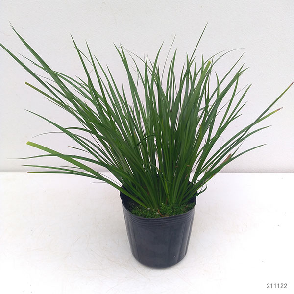 園芸ネット本店｜[送料無料]セキショウ3号ポット 24株セット の通販