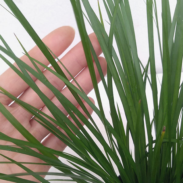 [26年2月中下旬予約]セキショウ3-3.5号ポット