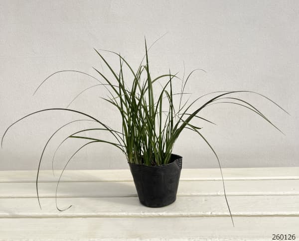 セキショウ3-3.5号ポット