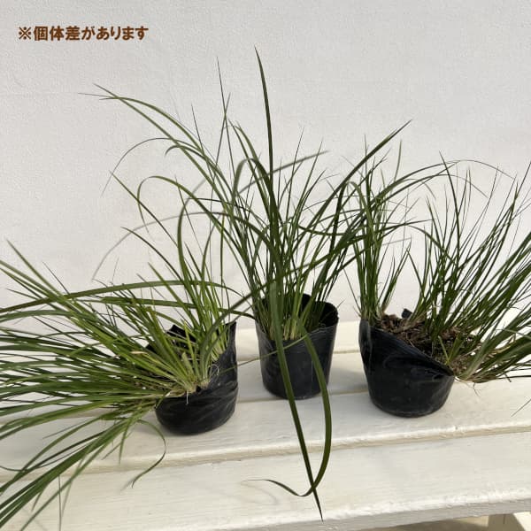 セキショウ3-3.5号ポット