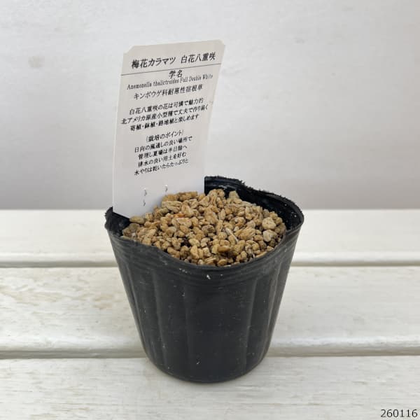 バイカカラマツ：八重白花3号ポット