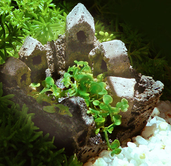 ミント:コルシカミント3~3.5号ポット