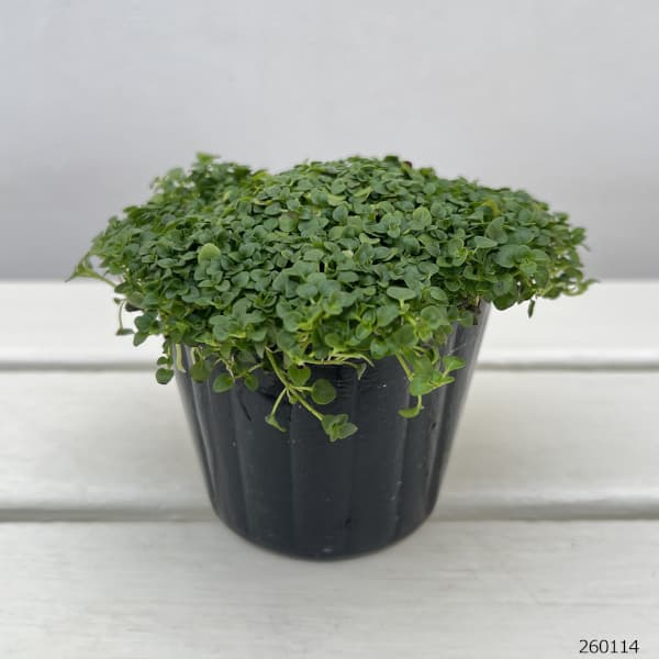 ミント：コルシカミント3～3.5号ポット