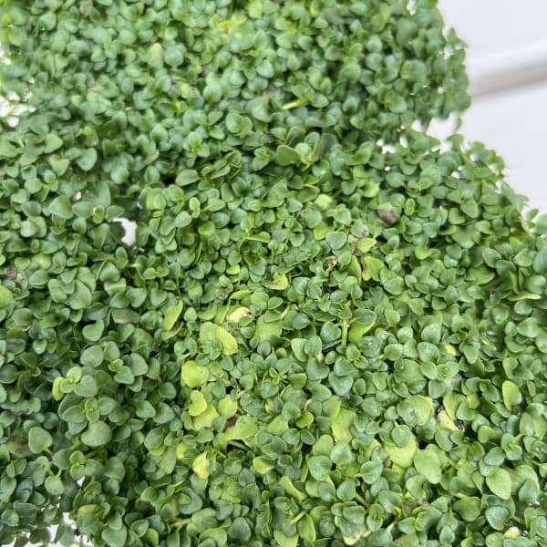 ミント：コルシカミント3～3.5号ポット