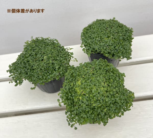 ミント：コルシカミント3～3.5号ポット