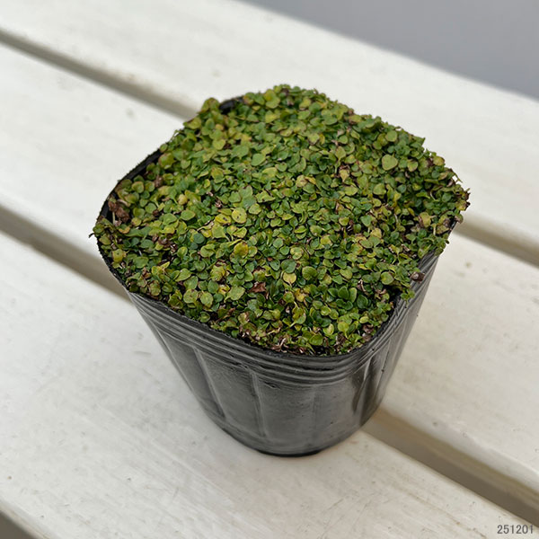 ミント:コルシカミント3~3.5号ポット