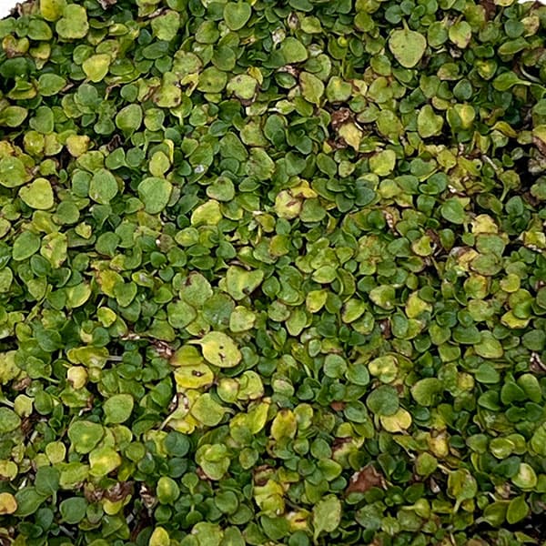 ミント:コルシカミント3~3.5号ポット