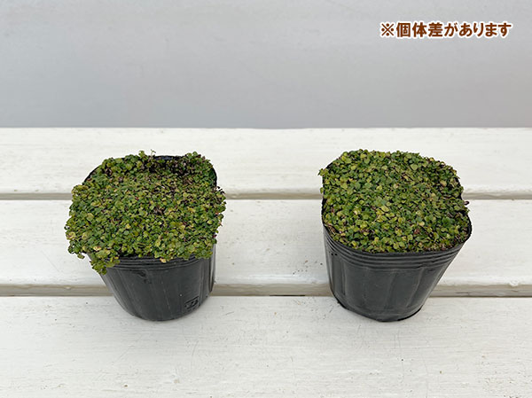 ミント:コルシカミント3~3.5号ポット