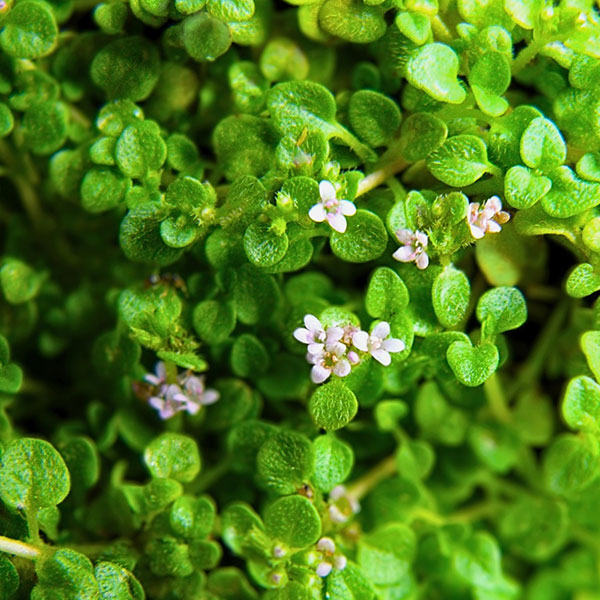 ミント:コルシカミント3~3.5号ポット