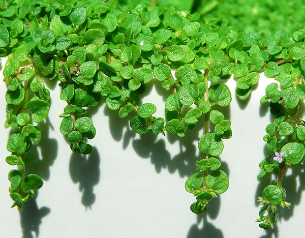 ミント:コルシカミント3~3.5号ポット