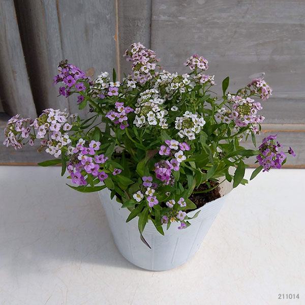 園芸ネット本店｜アリッサム：ミックス咲き3.5号 4ポットセット の通販