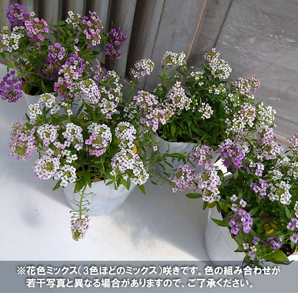 Alyssumさま専用 園芸ネット本店｜アリッサム（スイートアリッサム）：アルール花色