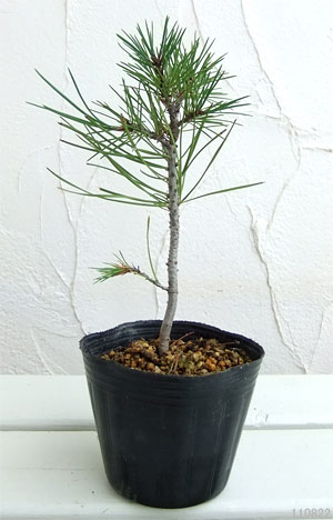 白皮松3号ポット2株セット