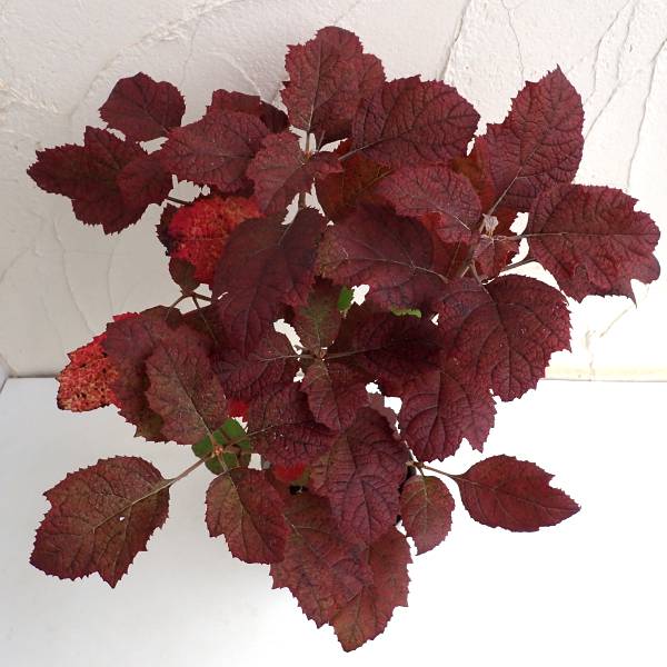 カシワバアジサイ：スノーフレーク(八重）4号鉢植え*