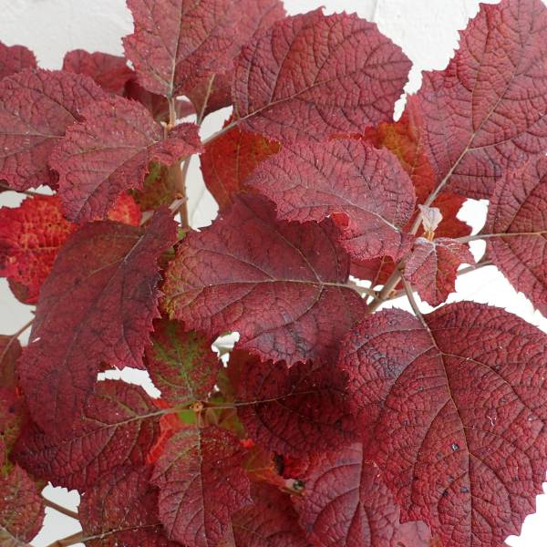 カシワバアジサイ：スノーフレーク(八重）4号鉢植え*