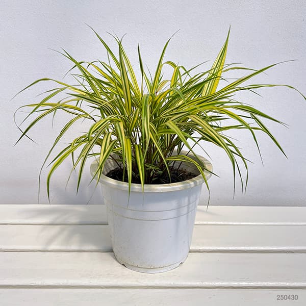 フウチソウ：斑入り風知草6号鉢植え