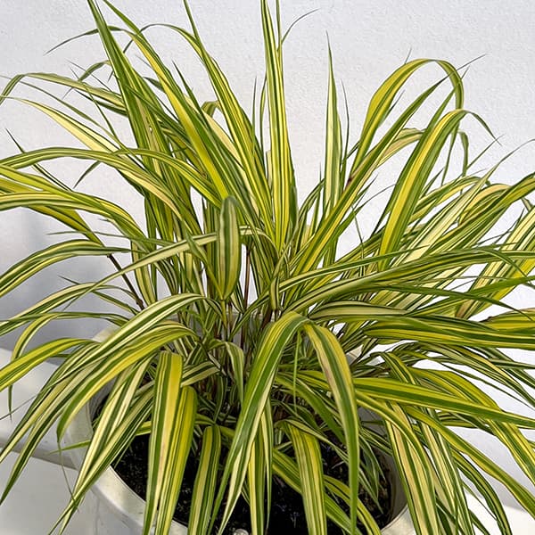 フウチソウ：斑入り風知草6号鉢植え