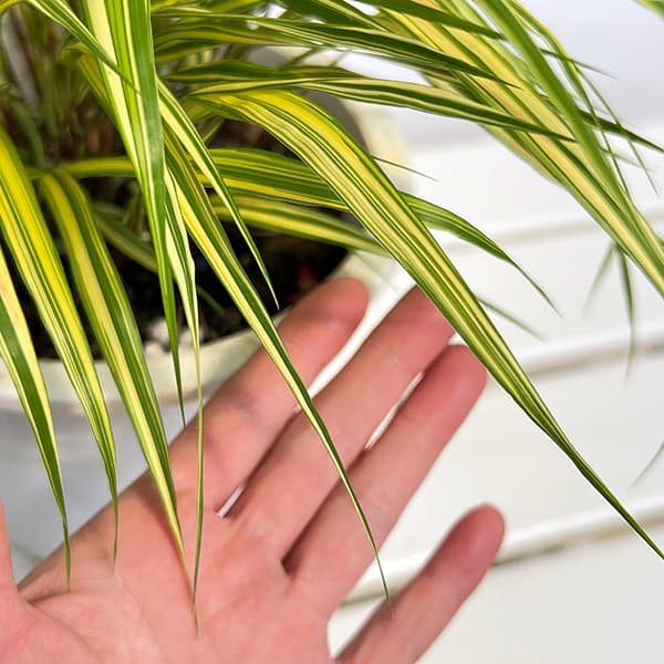 フウチソウ：斑入り風知草6号鉢植え