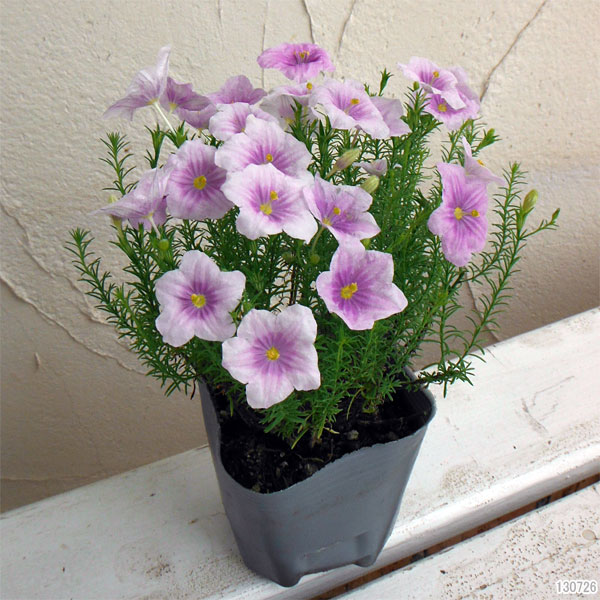 園芸ネット本店｜ニーレンベルギア：ブルーマウンテン3号ポット 3株