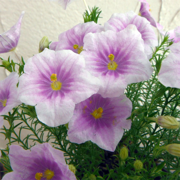 園芸ネット本店｜ニーレンベルギア：ブルーマウンテン3号ポット 3株