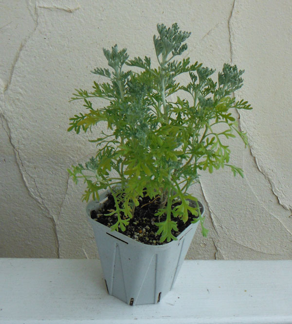 エチオピアン・アロマ3号ポット2株セット