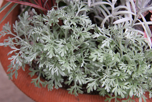 エチオピアン・アロマ3号ポット2株セット