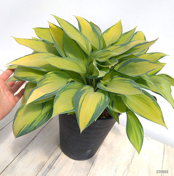 ギボウシ　ホスタ 楽天市場】 ギボウシ（ホスタ） > ブルー系のギボウシ : お