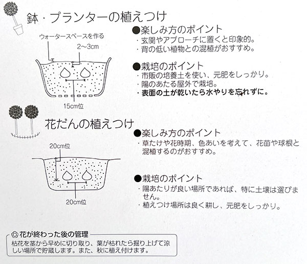 アリウム：ピンクジュエル2球入り