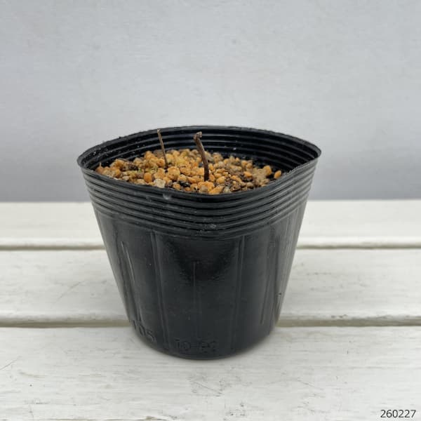 レンゲショウマ（蓮華升麻）：白花レンゲショウマ3～3.5号ポット