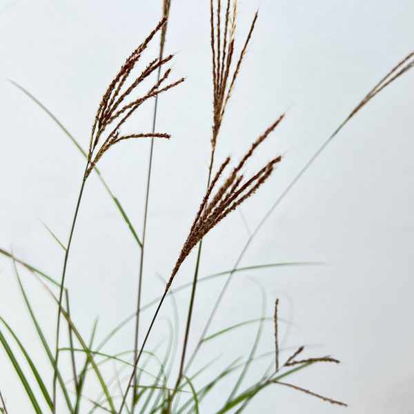 ススキ:金華山ススキ3~3.5号ポット