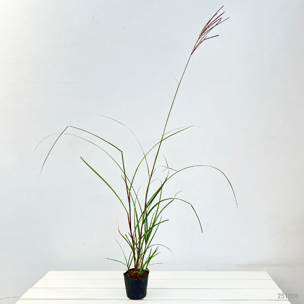ススキ:金華山ススキ3~3.5号ポット