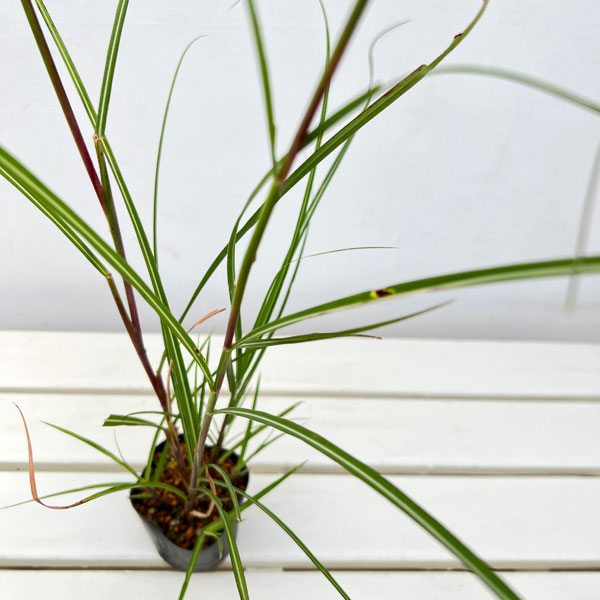 ススキ:金華山ススキ3~3.5号ポット
