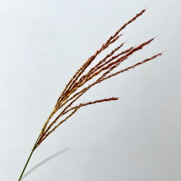 ススキ:金華山ススキ3~3.5号ポット