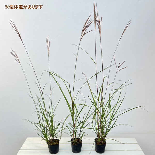 ススキ:金華山ススキ3~3.5号ポット