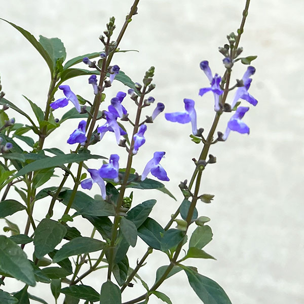 オオタツナミソウ3号ポット