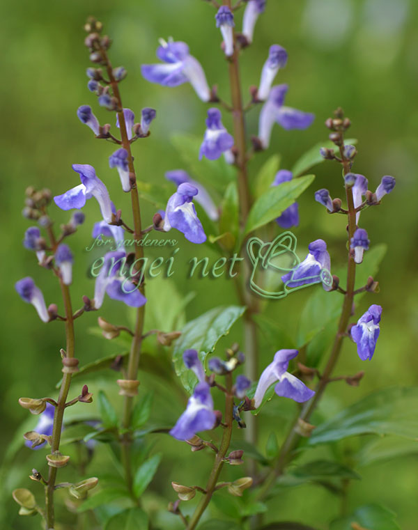 オオタツナミソウ3号ポット