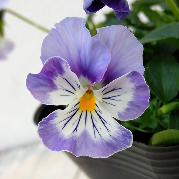 園芸ネット本店｜[送料無料]高原パンジー：フリルパープル3.5号ポット