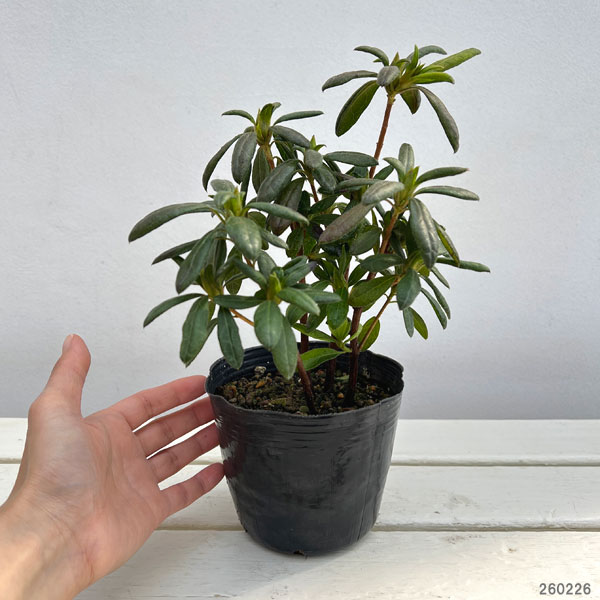 モチツツジ：花火4号ポット