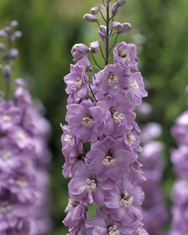 デルフィニウム：F1オーロラ モーヴ3.5号ポット