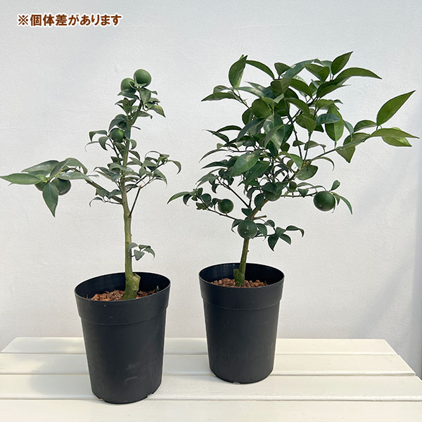 スダチ6号鉢植え[実付き]