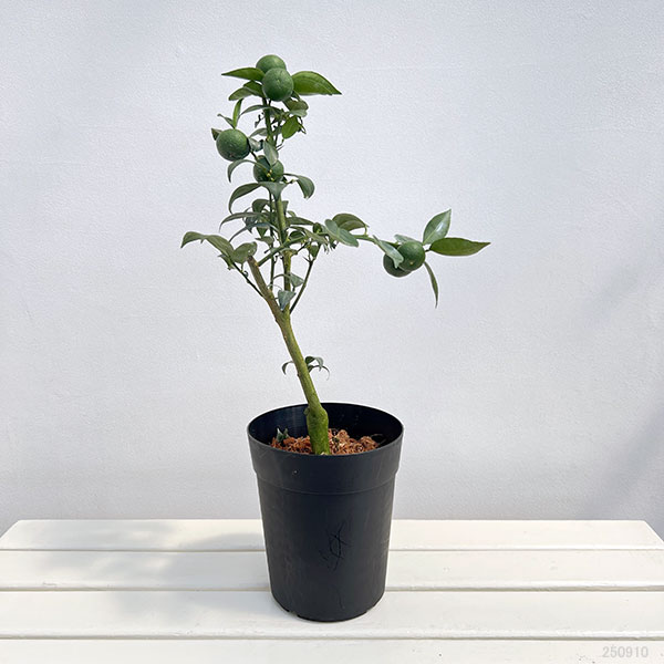スダチ6号鉢植え[実付き]