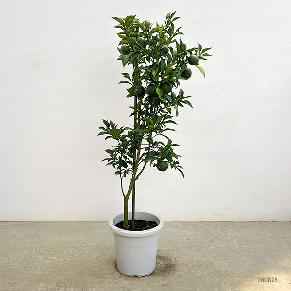 園芸ネット本店｜ユズ（柚子）：ホンユズ（本柚子）8号鉢植え[実付き