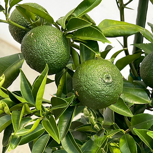 園芸ネット本店｜ユズ（柚子）：ホンユズ（本柚子）8号鉢植え[実付き