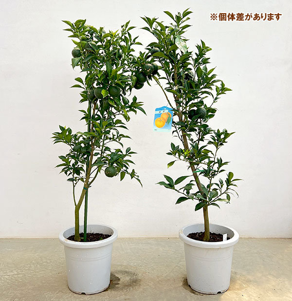 園芸ネット本店｜ユズ（柚子）：ホンユズ（本柚子）8号鉢植え[実付き