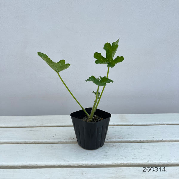 ニオイゼラニウム：オーシャンウェーブ3号ポット