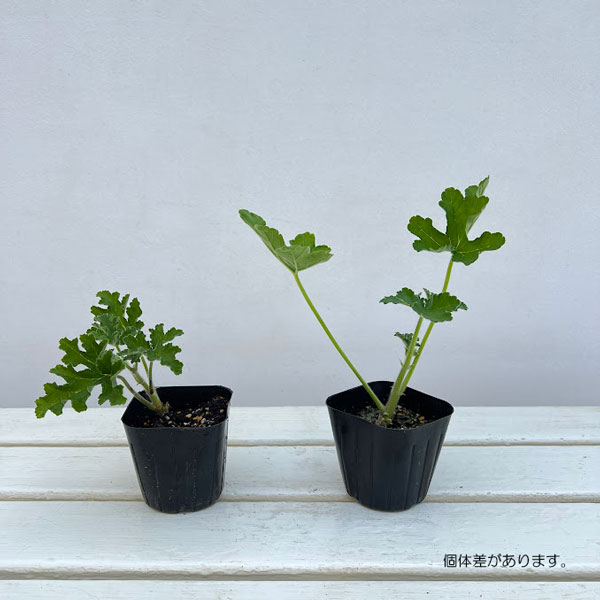 ニオイゼラニウム：オーシャンウェーブ3号ポット